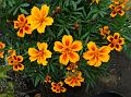 2014-0815-1600_Tagetes_18.6